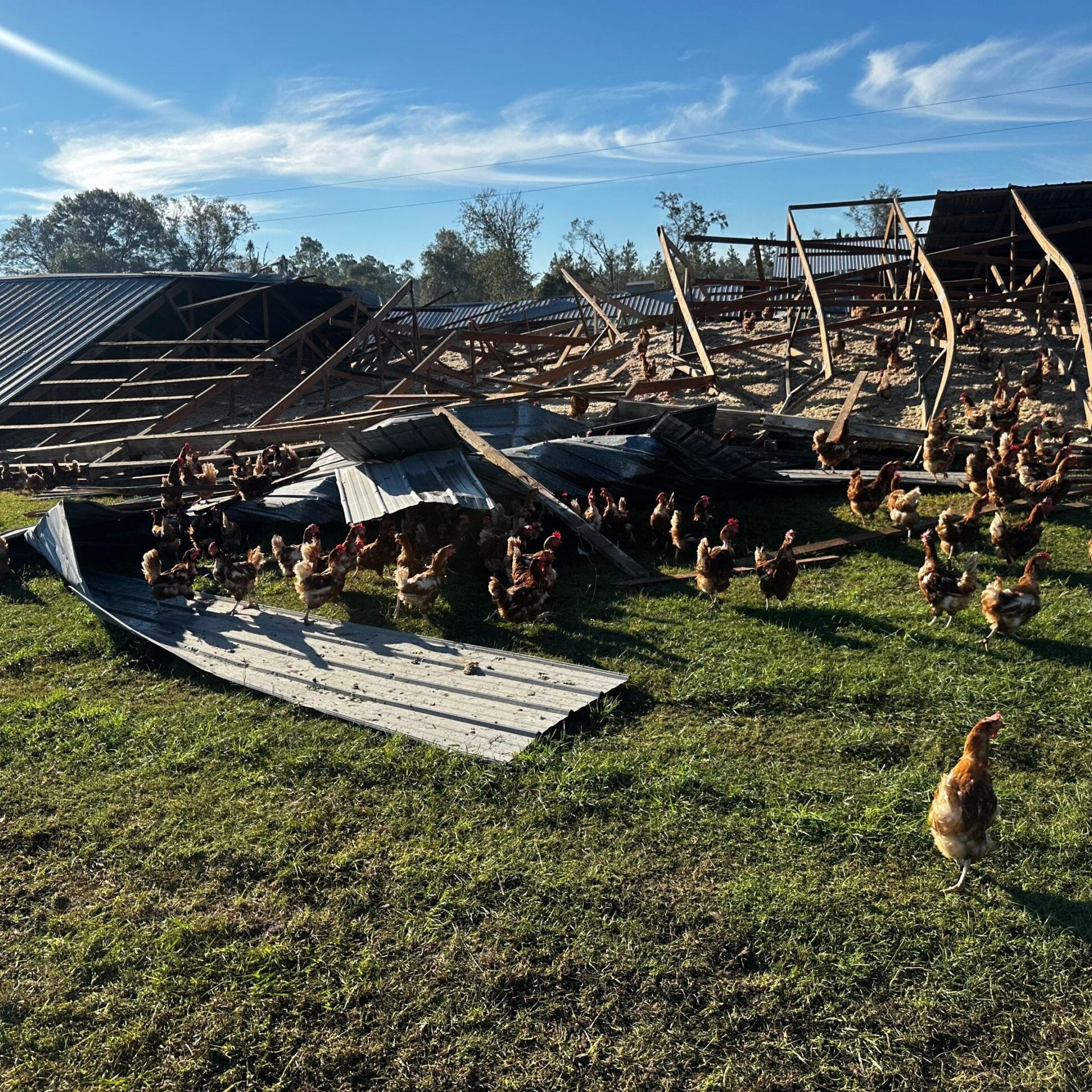 Hurricane Insurance Claim Timeline for Chicken Farm in Georgia